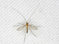 Macrocera