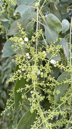 Salvadora alii