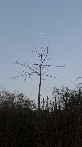 Foto de Embiratanha