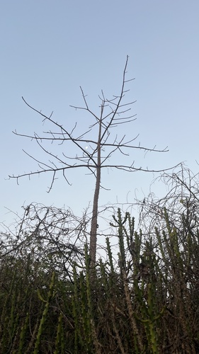 Foto de Embiratanha