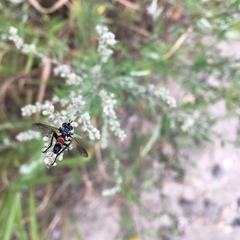 Cylindromyia intermedia