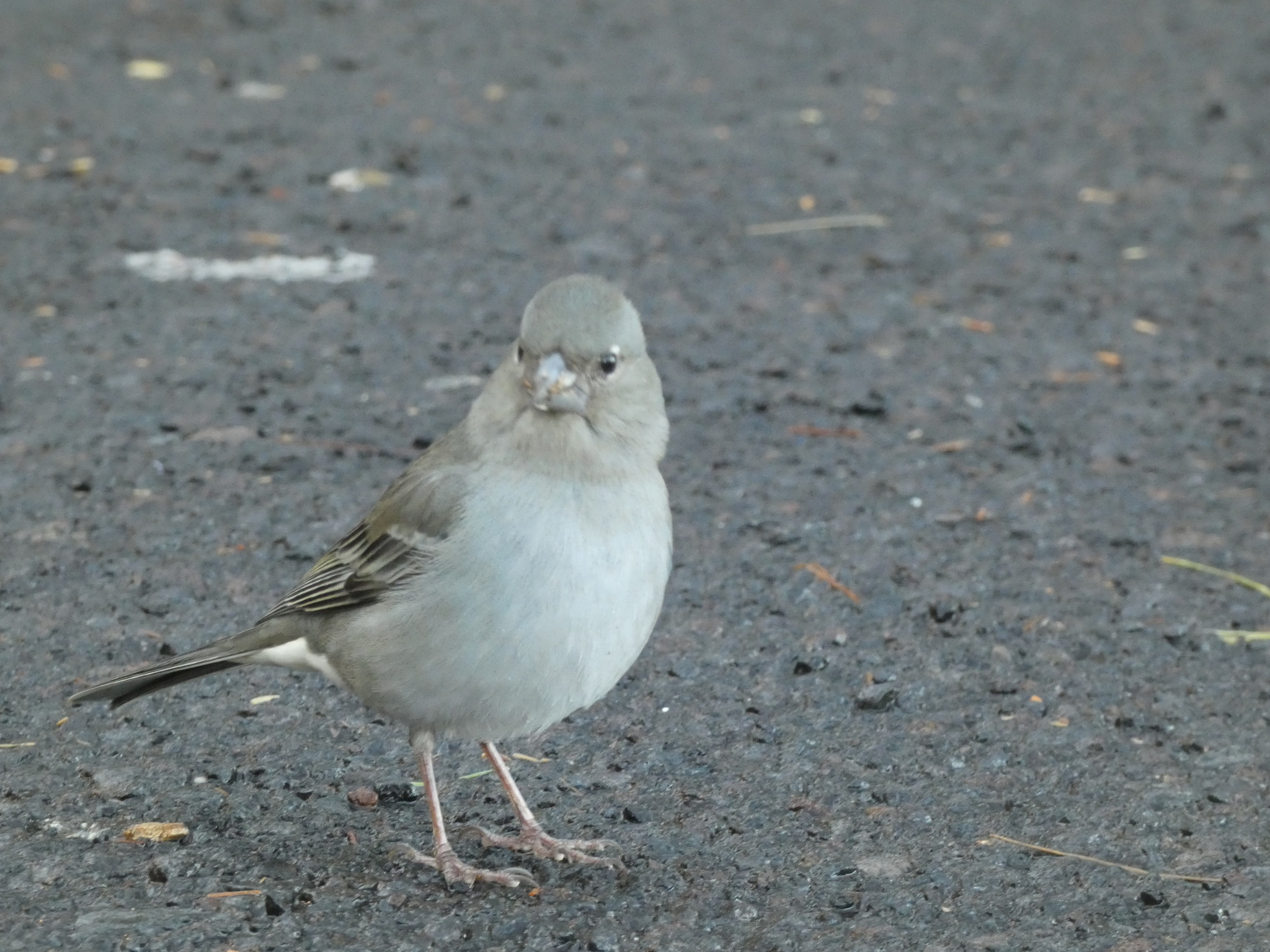 Tenerife Blue Chaffinch (Fringilla teydea), photo 8