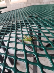 Hubbellia marginifera