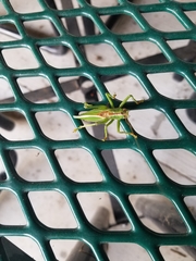 Hubbellia marginifera