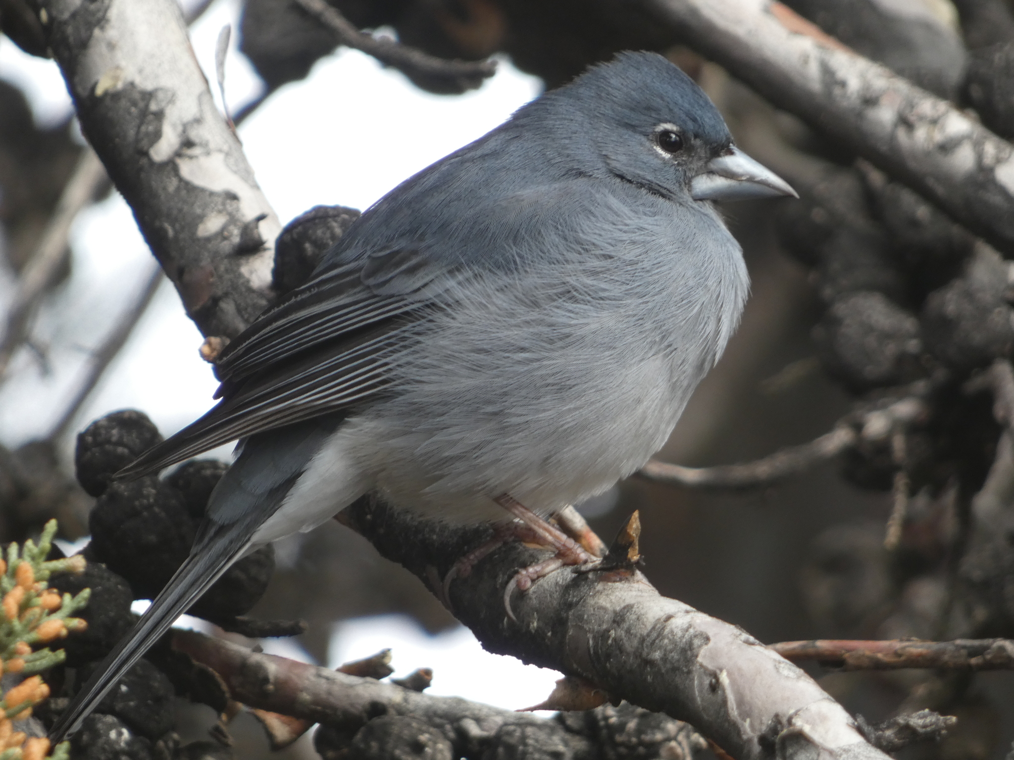 Tenerife Blue Chaffinch (Fringilla teydea), photo 7