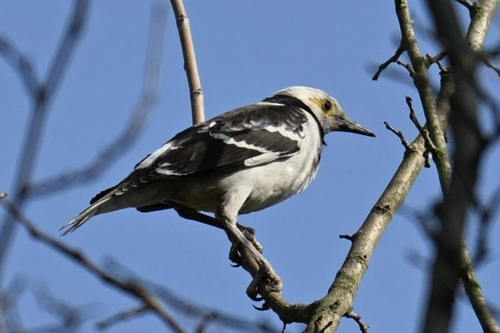 Black-collared Starling