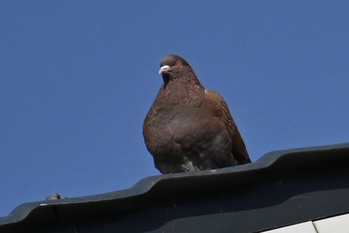 Feral Pigeon