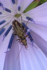 Oedemera barbara