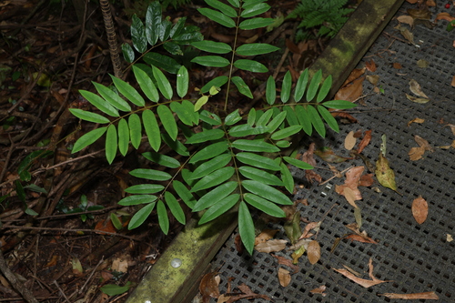 Image of Austrosteenisia glabristyla by (c) Greg Tasney, some rights reserved (CC BY-SA)