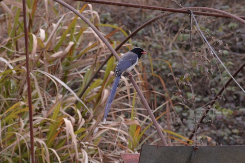 Red-billed Blue-Magpie