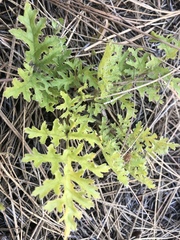 Pedicularis densiflora