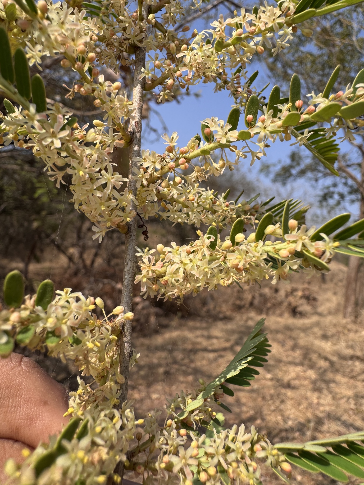 Imagem de Amla