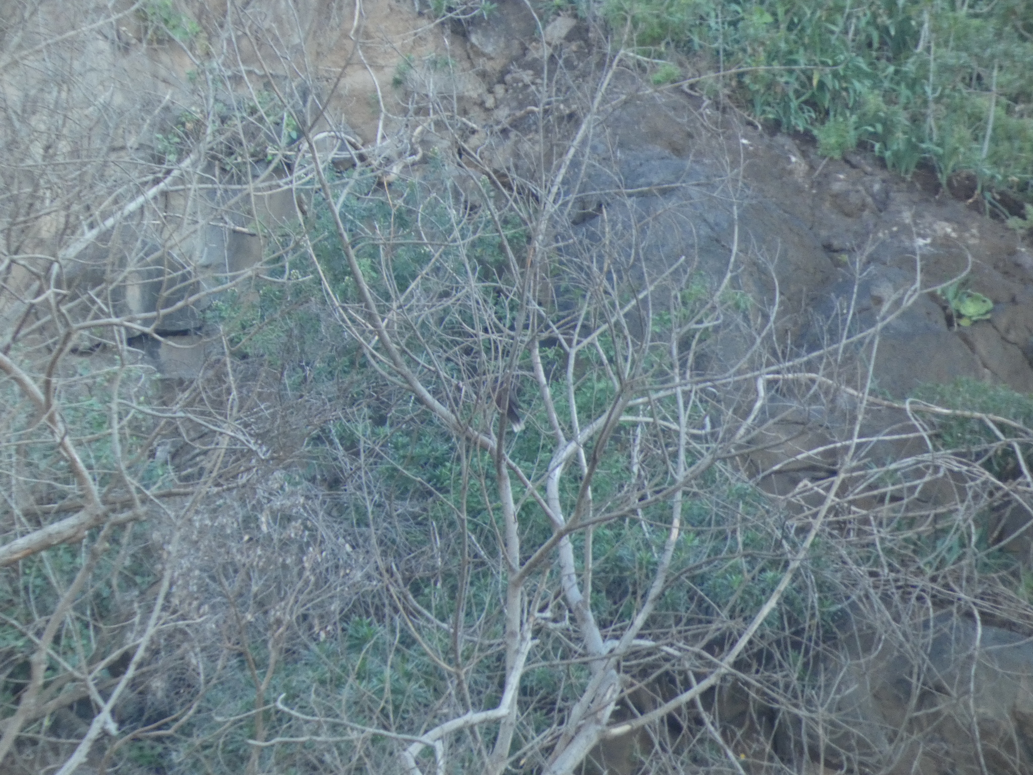 Laurel Pigeon (Columba junoniae), photo 2
