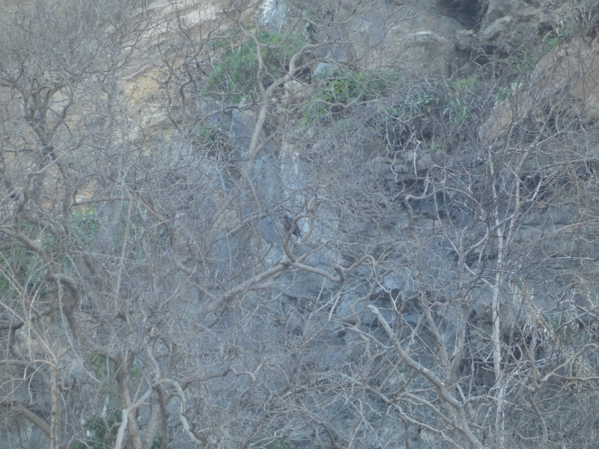 Laurel Pigeon (Columba junoniae), photo 3