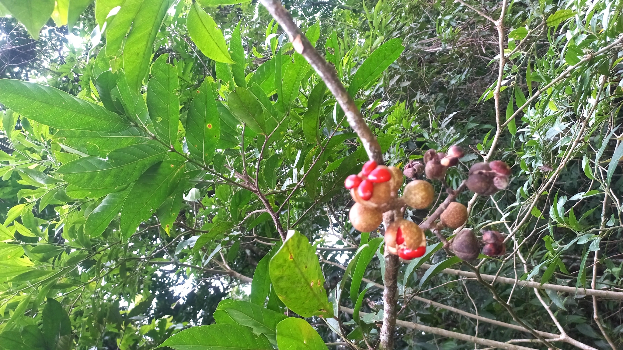 Imagem de Taúva