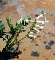 Astragalus pattersonii