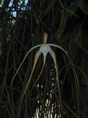 Brassavola cucullata