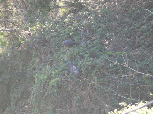 Bolle's Pigeon (Columba bollii), photo 9