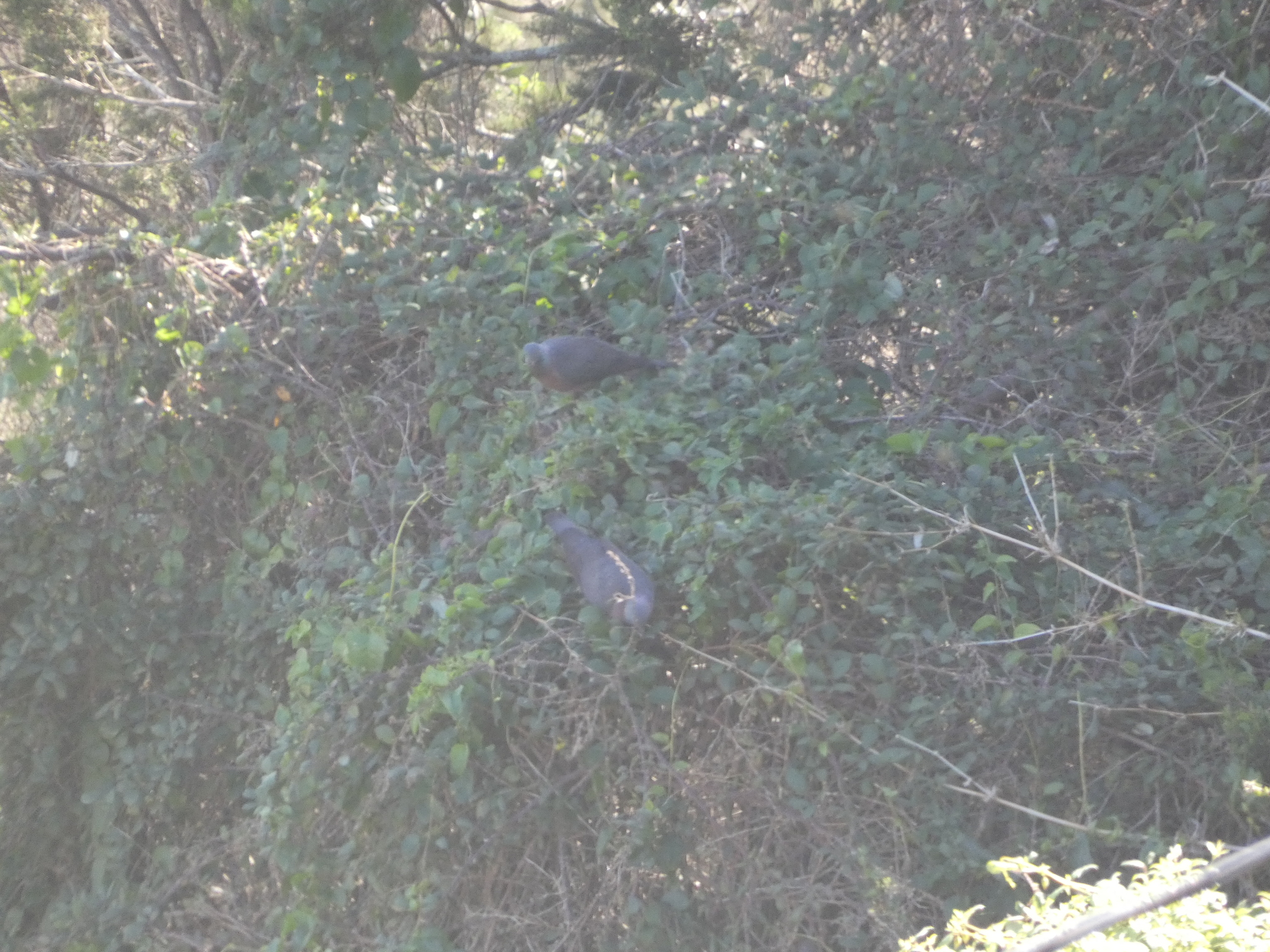 Bolle's Pigeon (Columba bollii), photo 3