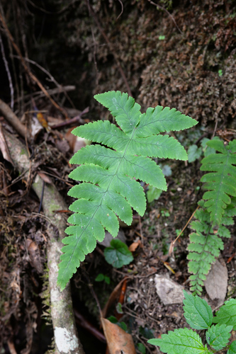 Gymnocarpium oyamense iNat (1)