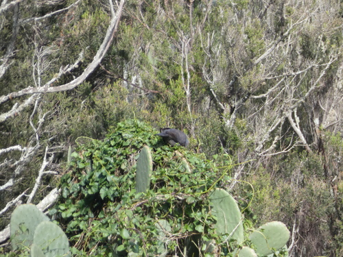 Bolle's Pigeon (Columba bollii)
