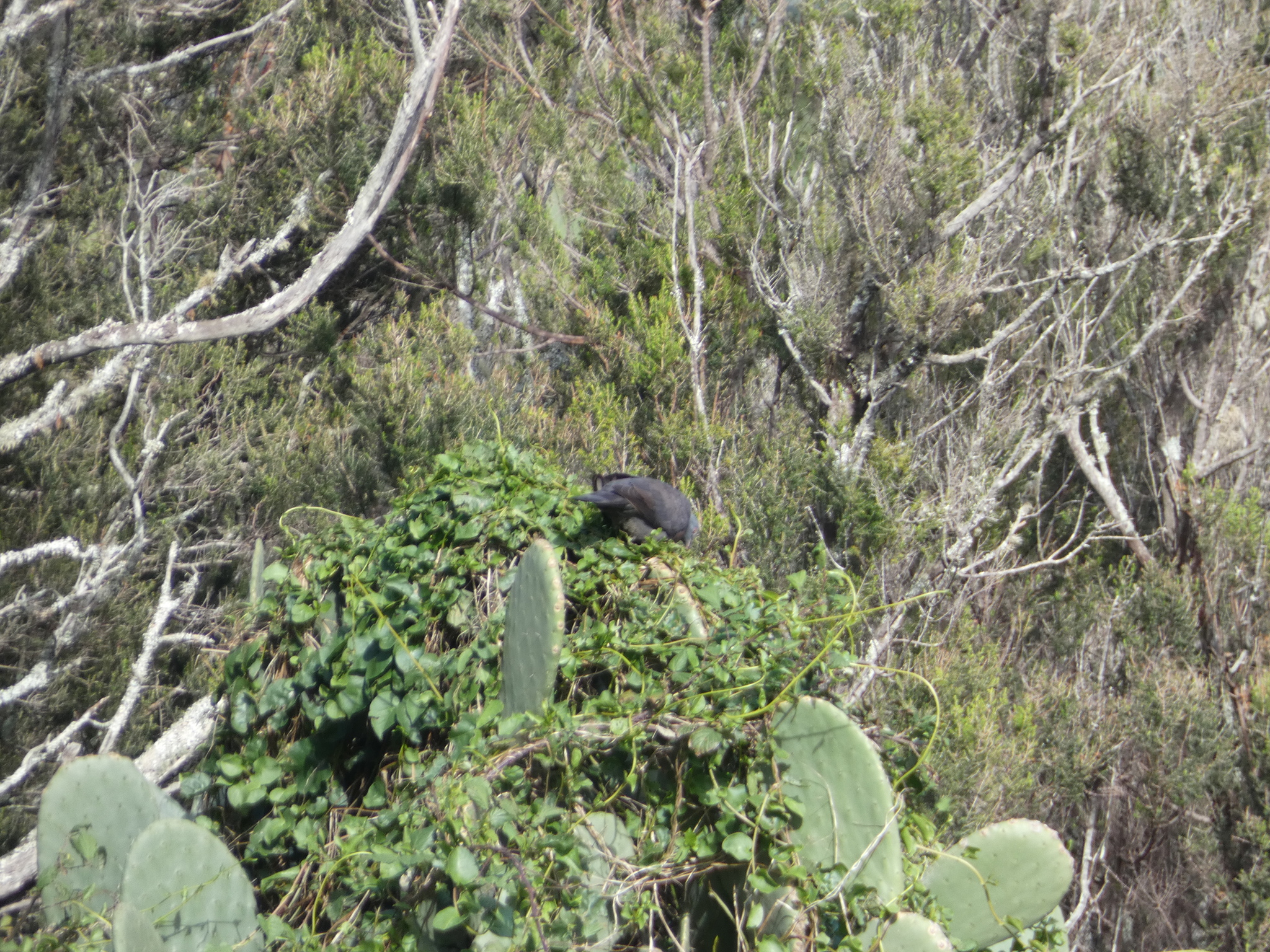 Bolle's Pigeon (Columba bollii), photo 1