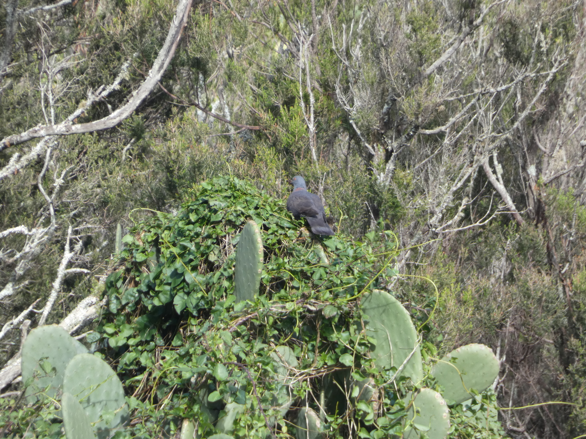 Bolle's Pigeon (Columba bollii), photo 2