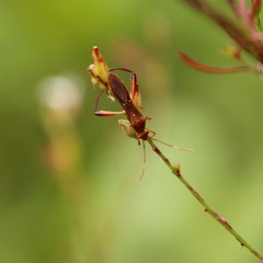 Hyalymenus longispinus