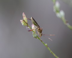 Hyalymenus longispinus