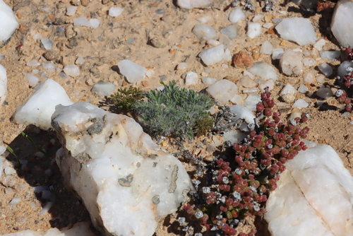 Image of Pebble Storksbill by (c) Tony Rebelo, some rights reserved (CC BY-SA)