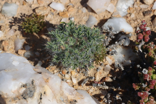 Image of Pelargonium caroli by (c) Tony Rebelo, some rights reserved (CC BY-SA)