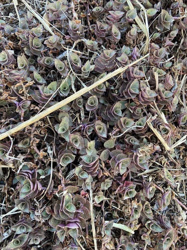 Callisia repens, 2025-01-27
