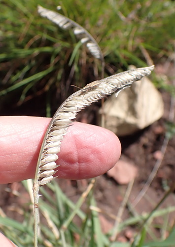 Image of Harpochloa falx by (c) Nicola van Berkel, some rights reserved (CC BY-SA)