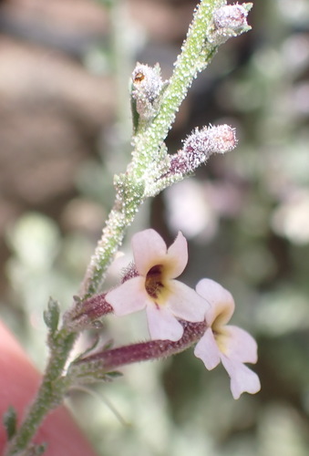 Image of Jamesbrittenia pristisepala by (c) Nicola van Berkel, some rights reserved (CC BY-SA)