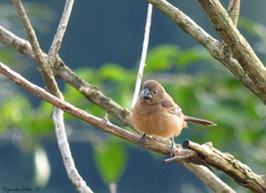 Sporophila angolensis