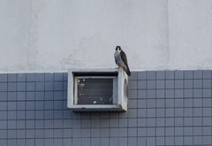 Falco peregrinus