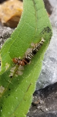 Helcystogramma melantherella