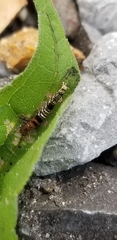 Helcystogramma melantherella