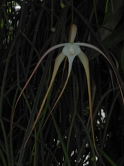 Brassavola cucullata