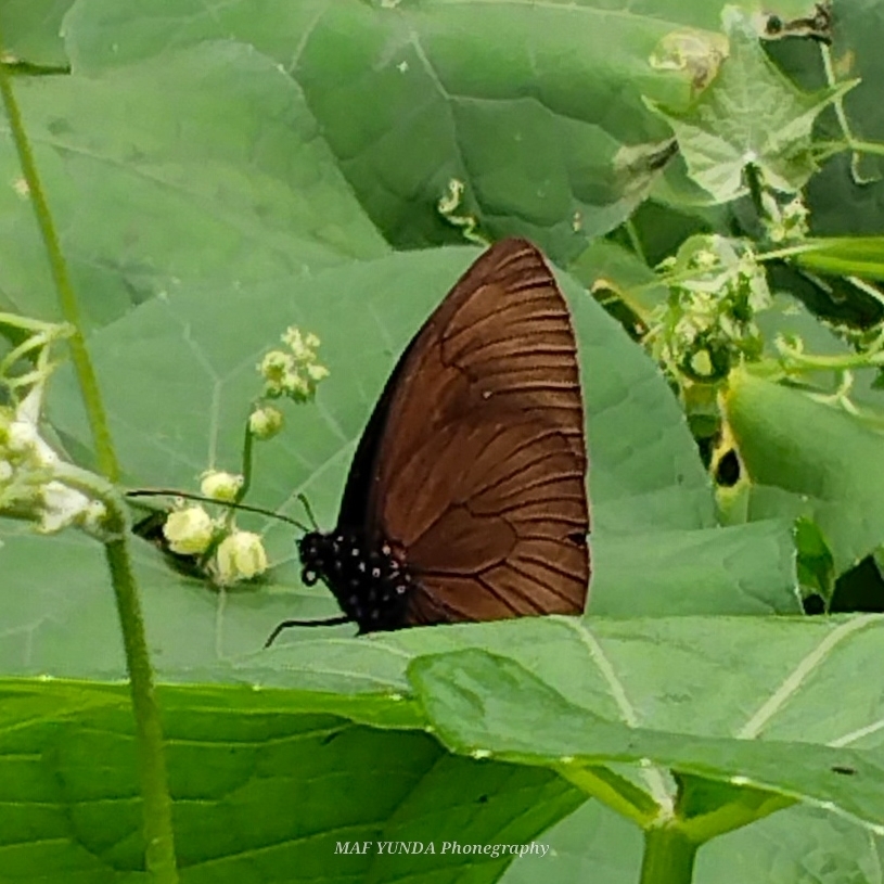 Euploea cordelia