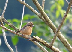 Sporophila angolensis