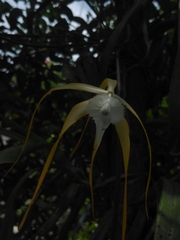 Brassavola cucullata