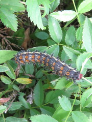 Hemileuca nevadensis