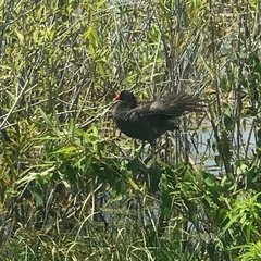 Gallinula galeata cachinnans