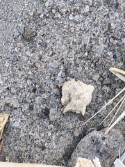 Atriplex fruticulosa