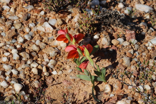 Image of Gladiolus equitans by (c) Tony Rebelo, some rights reserved (CC BY-SA)