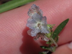 Phacelia pringlei