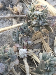 Atriplex fruticulosa