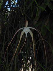 Brassavola cucullata