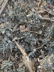 Atriplex fruticulosa